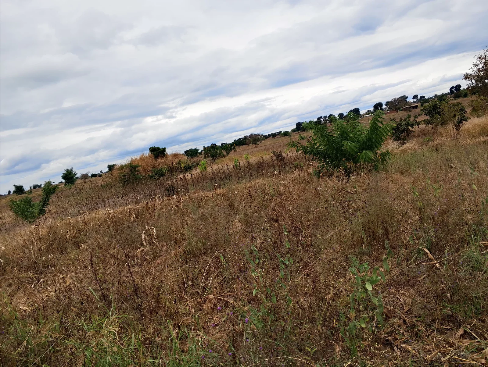 LAND FOR SALE SIZE 22 ACRES (0989849411), image 2
