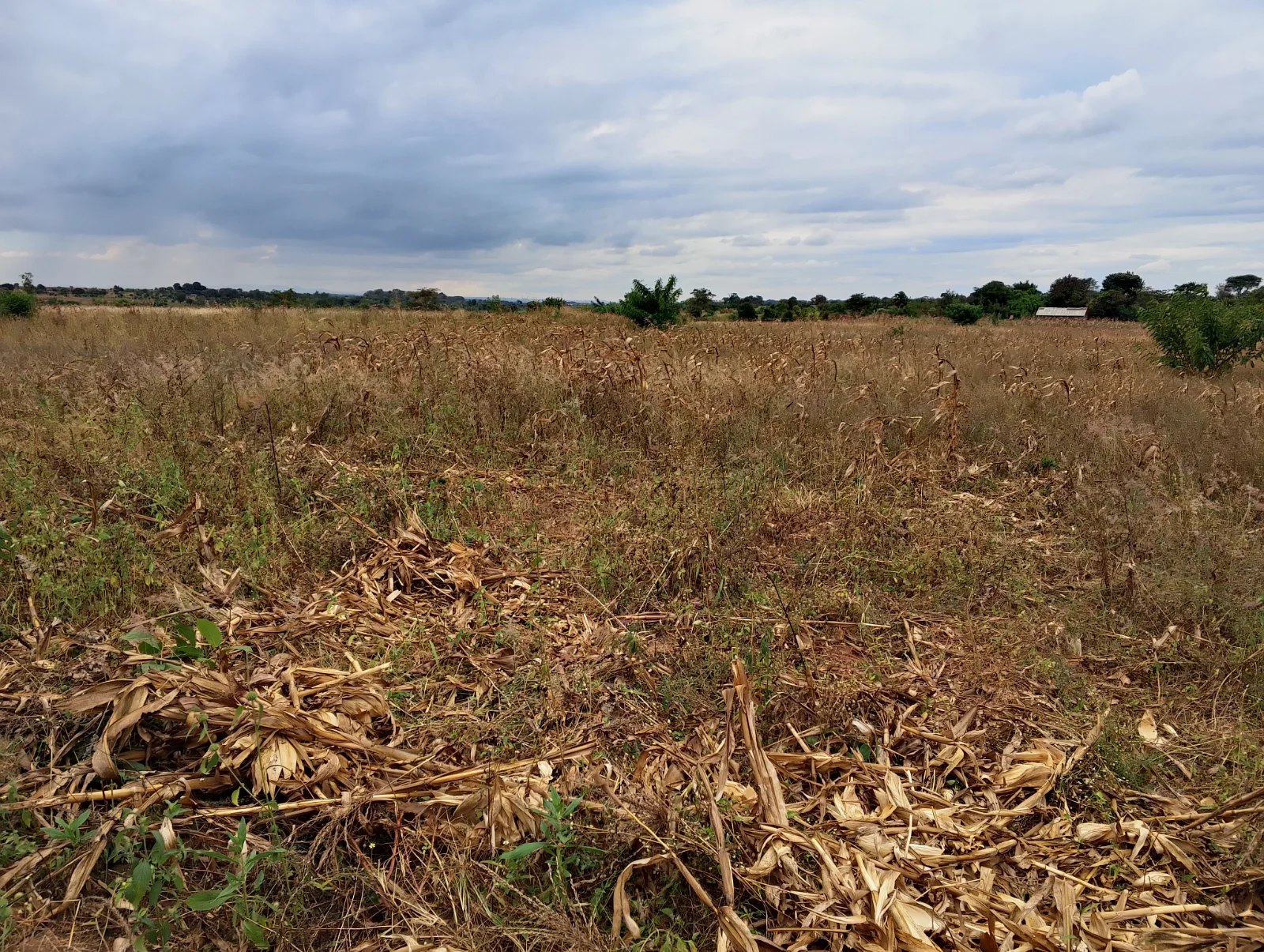 LAND FOR SALE SIZE 20 ACRES (+265989849411), image 2