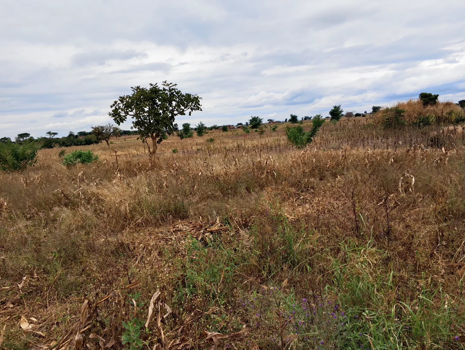 LAND FOR SALE SIZE 20 ACRES (+265989849411), image 3